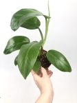 Philodendron domesticum L