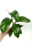 Philodendron domesticum L