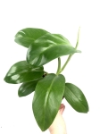 Philodendron domesticum L