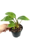 Philodendron domesticum M