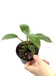 Philodendron domesticum M
