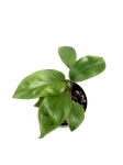 Philodendron domesticum M