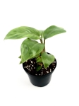 Philodendron domesticum M