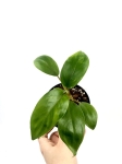Philodendron domesticum M
