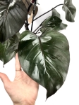 Philodendron Royal Queen - liść