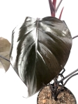 Philodendron Royal Queen - liść