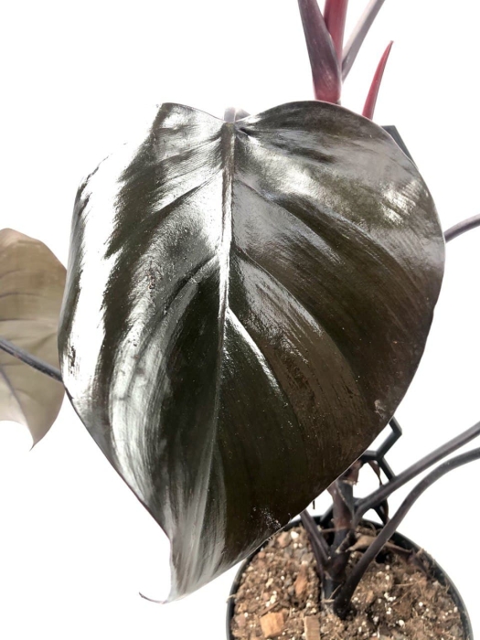 Philodendron Royal Queen - liść