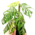 Monstera Epipremnoides