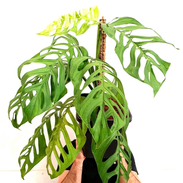 Monstera Epipremnoides