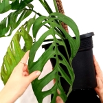 Monstera Epipremnoides