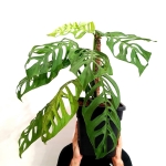 Monstera Epipremnoides