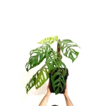 Monstera Epipremnoides