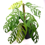 Monstera Epipremnoides