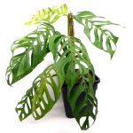 Monstera Epipremnoides