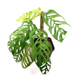 Monstera Epipremnoides