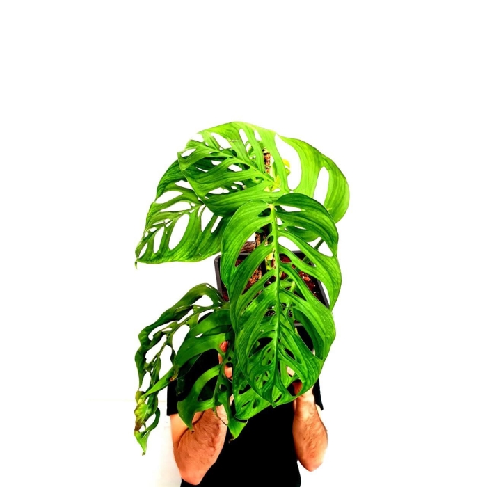 Monstera Epipremnoides 2