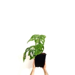 Monstera Epipremnoides 2