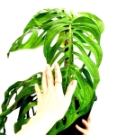 Monstera Epipremnoides 2