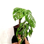Monstera Epipremnoides 2