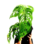 Monstera Epipremnoides 2