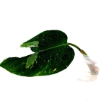 Philodendron White Princess - cięty węzeł