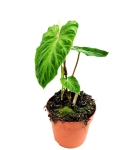 Philodendron verrucosum Tambillo - L
