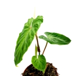 Philodendron verrucosum Tambillo - L