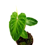 Philodendron verrucosum Tambillo - L