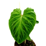 Philodendron verrucosum Tambillo - L