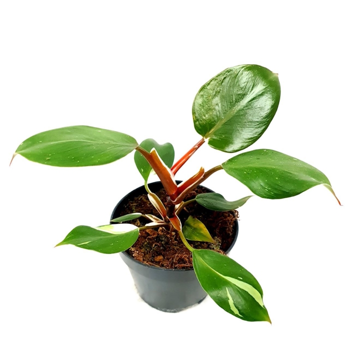 Philodendron White Knight XL