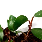 Philodendron White Knight XL