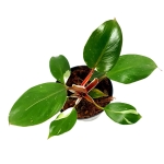 Philodendron White Knight XL
