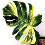 Monstera Yellow Marilin / Monstera deliciosa giant aurea