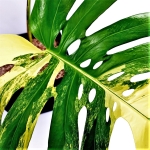 Monstera Yellow Marilin / Monstera deliciosa giant aurea