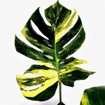 Monstera Yellow Marilin / Monstera deliciosa giant aurea
