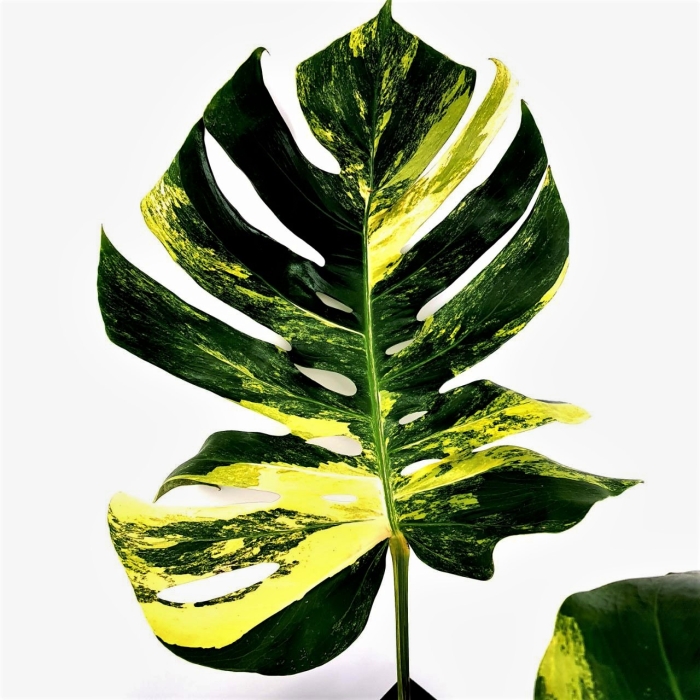Monstera Yellow Marilin / Monstera deliciosa giant aurea