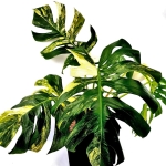 Monstera Yellow Marilin / Monstera deliciosa giant aurea