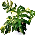 Monstera Yellow Marilin / Monstera deliciosa giant aurea