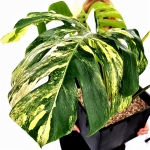 Monstera Yellow Marilin / Monstera deliciosa giant aurea