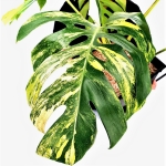 Monstera Yellow Marilin / Monstera deliciosa giant aurea