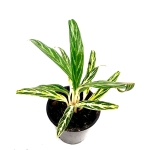 Aglaonema Amalia - M