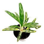 Aglaonema Amalia - M