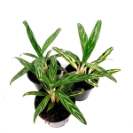Aglaonema Amalia - M