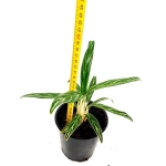 Aglaonema Amalia - M