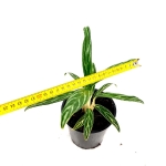 Aglaonema Amalia - M