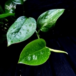 Monstera acuminata liście