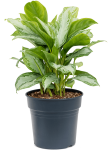 Aglaonema Silver Bay - XL