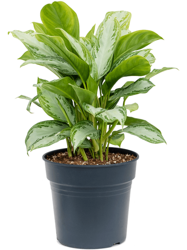 Aglaonema "Silver Bay"