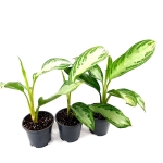 Aglaonema Silver Bay - L