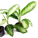 Aglaonema Silver Bay - L